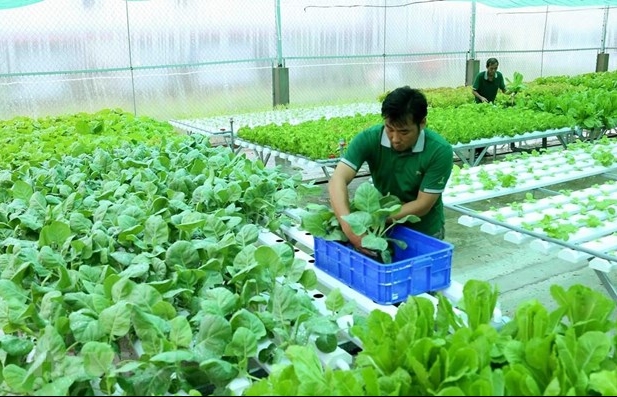 Huge upside for Vietnam’s organic products in Europe
