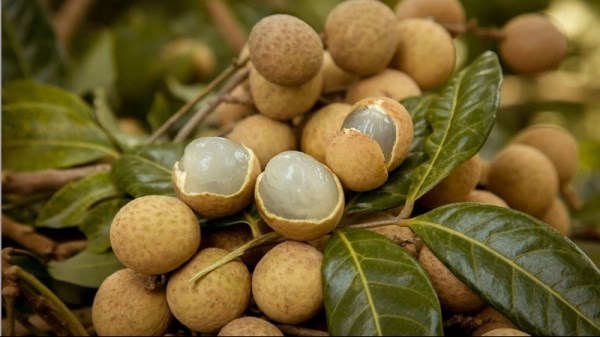 Vietnamese longan sold well in Japan despite high prices hinh anh 1