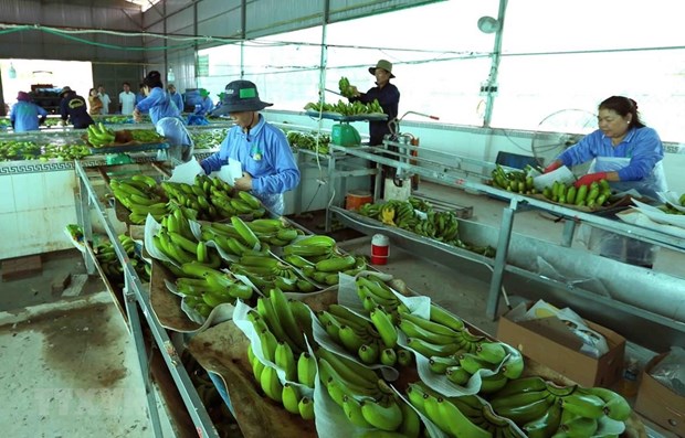 Vietnamese agricultural products enjoy bustling export to China hinh anh 1