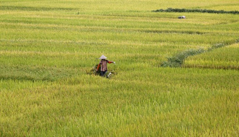 china set to cut into india vietnam rice exports in 2017 usda