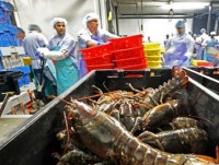 inadequacies in food safety inspections