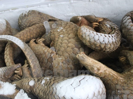 USAID supports Vietnam to fight wildlife smuggling