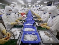Australian ban on Vietnamese shrimp could drown exporters - trade official