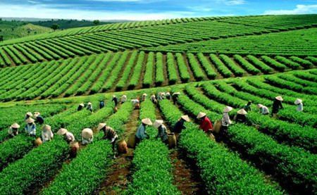 vietnam boosts tea exports to the us