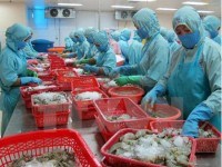 japan became the vietnams top shrimp importer