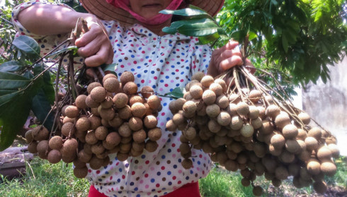 australian officials optimist about vietnamese longan imports from 2019