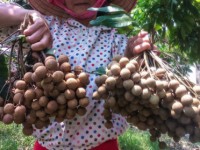 Australian officials optimist about Vietnamese longan imports from 2019