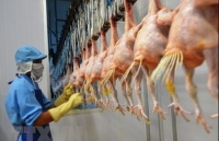 Vietnam exports processed chicken to Russia