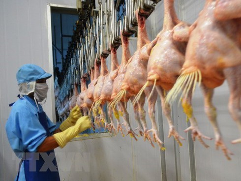 vietnam exports processed chicken to russia