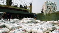 Continuation of rice exports to undergo data review