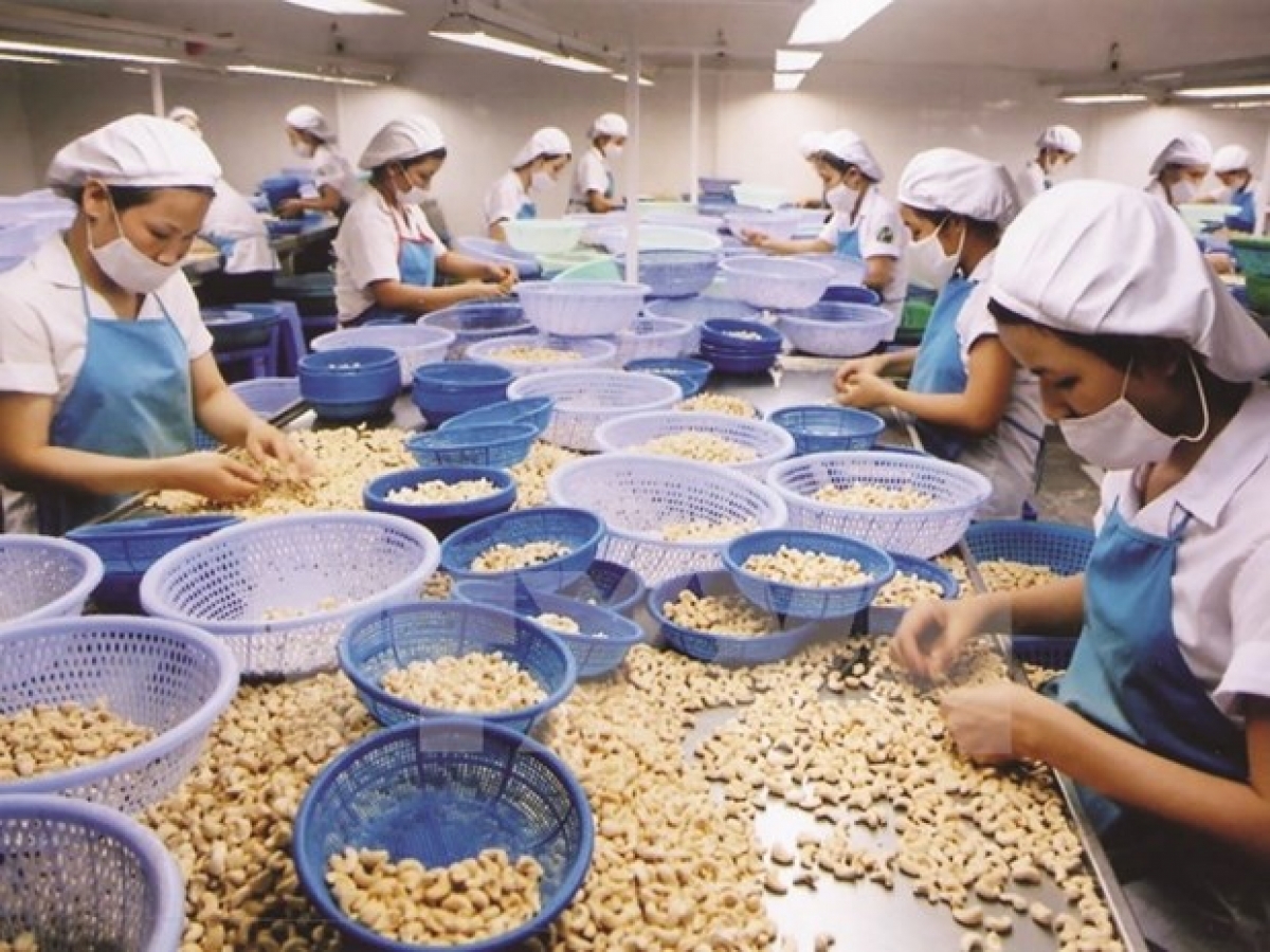 Processing cashew nuts for export (Photo: VNA)