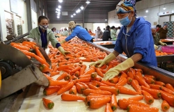 RoK resumes importing Vietnamese carrots