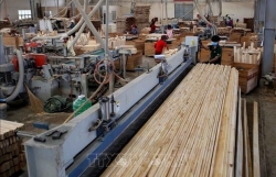 Bright outlook for domestic timber industry