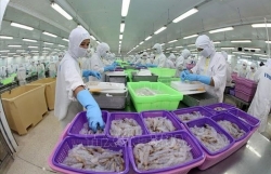 Vietnam to become world’s key shrimp producer