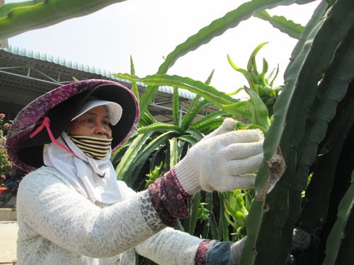 Agriculture, aquaculture firms focus on growing their own raw materials hinh anh 1