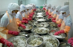 Shrimp businesses invest in long-term development