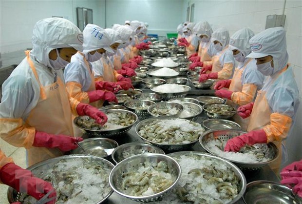 Shrimp businesses invest in long-term development hinh anh 1