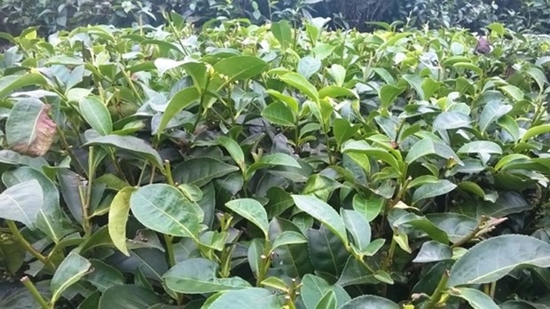 Tea exports see bright spot in January February