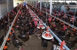 Vietnamese poultry find way onto more foreign plates
