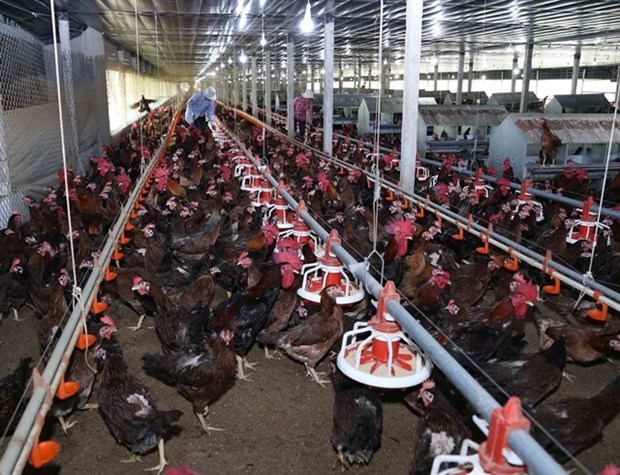 Vietnamese poultry find way onto more foreign plates hinh anh 1
