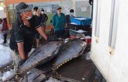 Việt Nam"s tuna exports up strongly in January