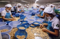 Vietnamese exporters face big losses in cashew nut scam