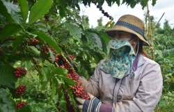 Improving coffee quality essential to expand EU exports