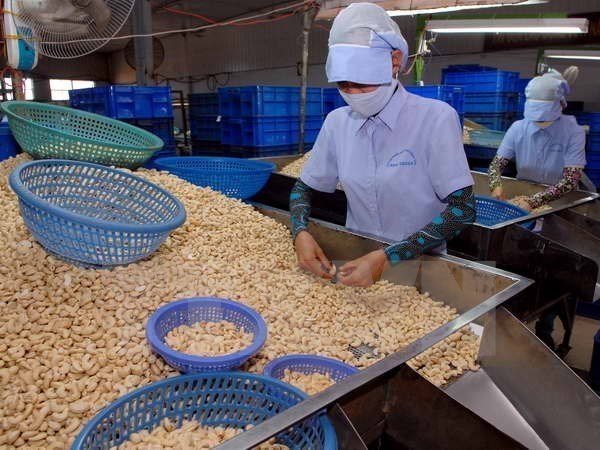 More progress seen in handling suspected cashew nut scam in Italy hinh anh 1