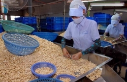 More progress seen in handling suspected cashew nut scam in Italy