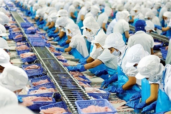 Tra fish exports to EU bounce back hinh anh 1