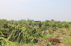 Bình Thuận Province farmers cut down dragon fruit trees on losing China market
