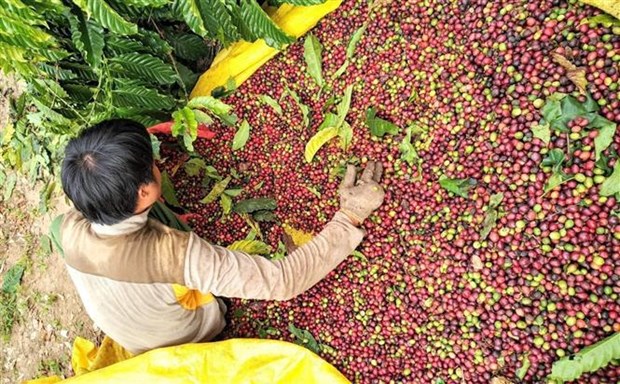 Workshop seeks ways to raise Vietnamese coffee’s value hinh anh 1