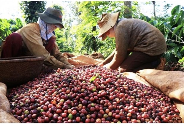 Vietnam needs to develop coffee branding to go global hinh anh 1