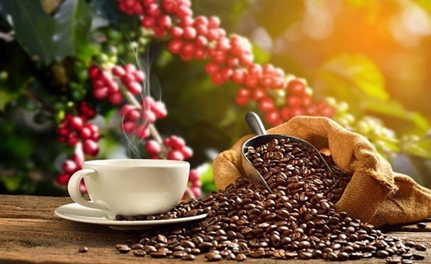 Vietnam posts 78.9% growth in coffee export value to Spain hinh anh 1