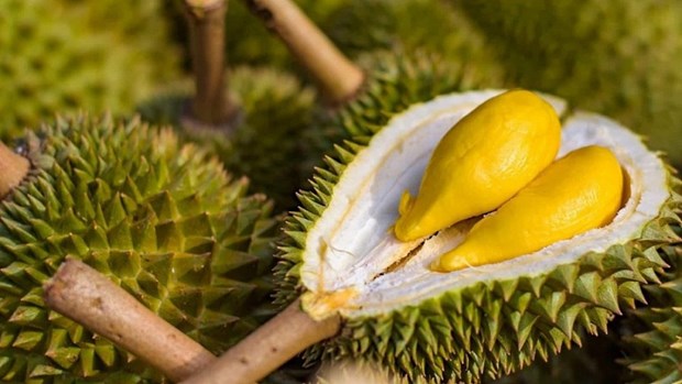 Durian to make breakthrough for Vietnam's fruit exports hinh anh 1