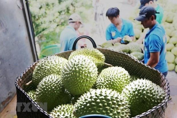 Durian to make breakthrough for Vietnam's fruit exports hinh anh 2