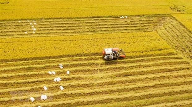 2023 set to be favourable for Vietnamese rice enterprises hinh anh 1
