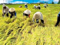 Vietnam applies SRP rice production standards to increase competitiveness