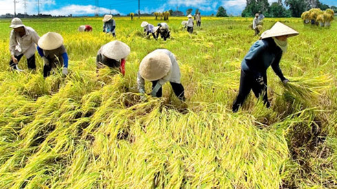 vietnam applies srp rice production standards to increase competitiveness