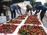 Vietnam targets US$10 billion from fruit, vegetable exports