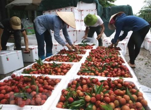vietnam targets us 10 billion from fruit vegetable exports