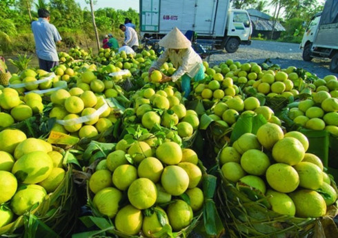 clean production will help vietnamese fruit compete with imports