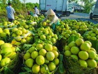 Clean production will help Vietnamese fruit compete with imports
