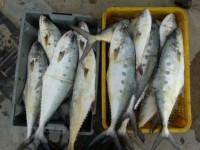 Vietnam works towards sustainable, responsible fisheries