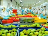 Fruit and vegetable exports decline during first quarter