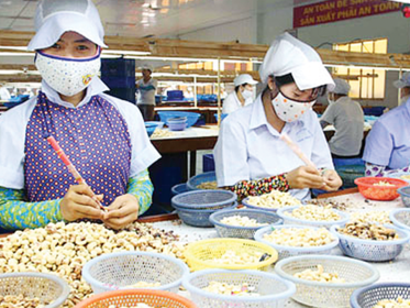 Poor-quality raw material imports hamper cashew processing sector