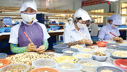 poor quality raw material imports hamper cashew processing sector