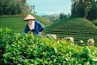 Oversupply and COVID-19 pandemic combine to slow tea exports