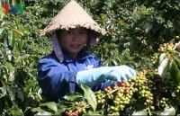 coffee exports to face difficulties in second quarter