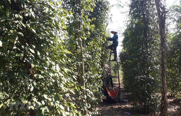 Public, private sectors partner to boost sustainable peppercorn industry hinh anh 1